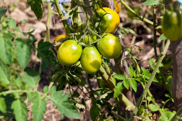 Unreife grüne hausgemachte Tomaten, die im Garten wachsen