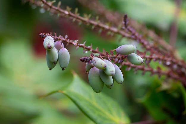 Unreife grüne Magonia-Beeren auf einem Ast im Garten