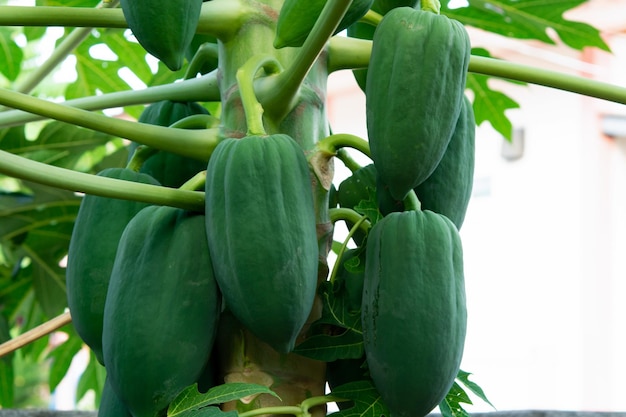 Unreife grüne Papaya, die an einem Papayabaum hängt Papayabaum und Bündel FrüchtexA