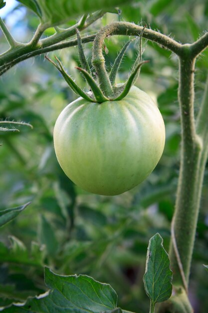 Unreife grüne Tomate, die auf Busch im Garten wächst Anbau von Tomaten in einem Gewächshaus