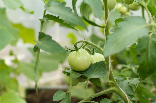 Unreife grüne Tomaten, die auf Büschen im Garten wachsen