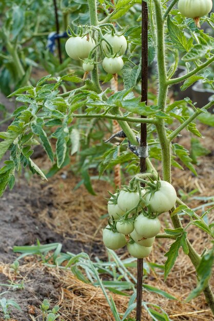 Unreife grüne Tomaten, die auf dem Gartenbett wachsen Gewächshaus mit den grünen Tomatenfrüchten auf einem Busch