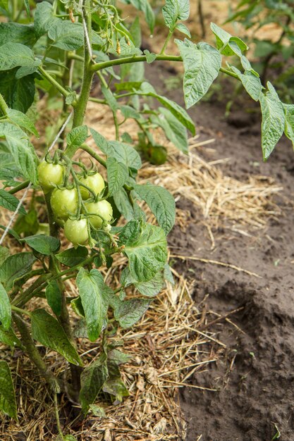 Unreife grüne Tomaten wachsen am Ast im Garten Tomaten im Gartenbeet