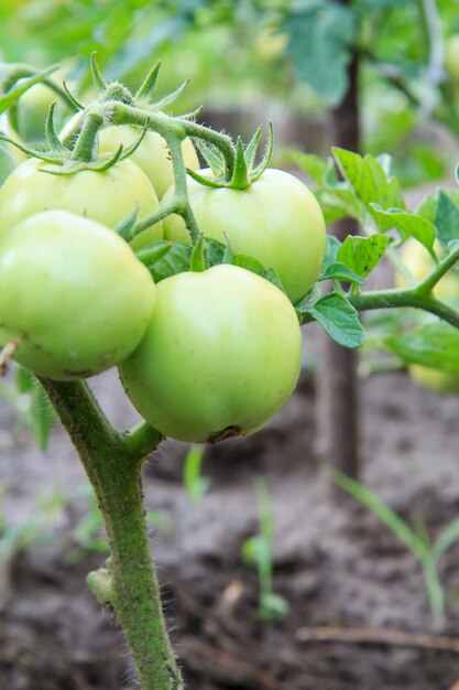 Unreife grüne Tomaten wachsen auf dem Gartenbett.