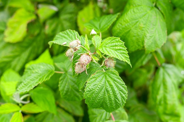 Unreife Himbeeren auf einem Busch im Garten im Sommer Wachsende Himbeeren, die Pflanzen pflegen