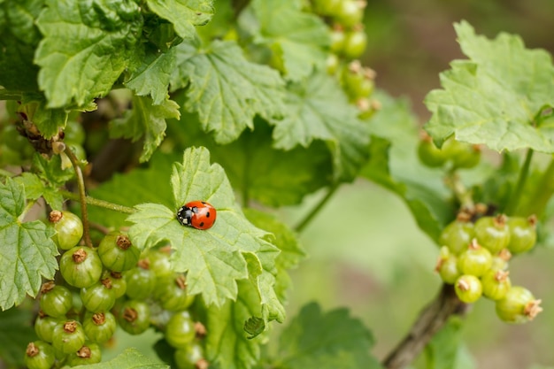 Unreife Johannisbeeren am Busch im Garten am Sommertag