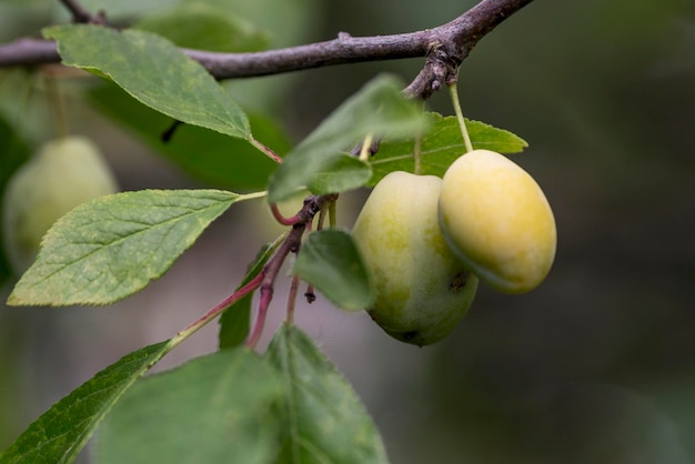 Unreife Pflaumen auf einem Ast Vitamine in der Natur Nahaufnahme