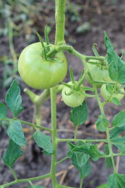 Unreife Tomaten wachsen auf dem Gartenbett. Tomaten im Gewächshaus mit den grünen Früchten.