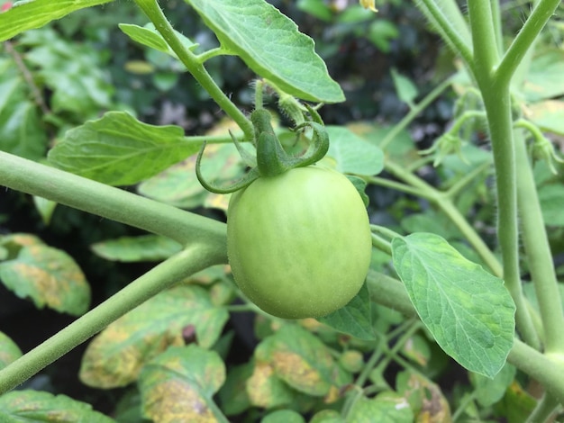 Unreife Tomatenpflanzen, die im heimischen Garten wachsen. Frische natürliche grüne Tomaten auf einer Niederlassung in einem oder