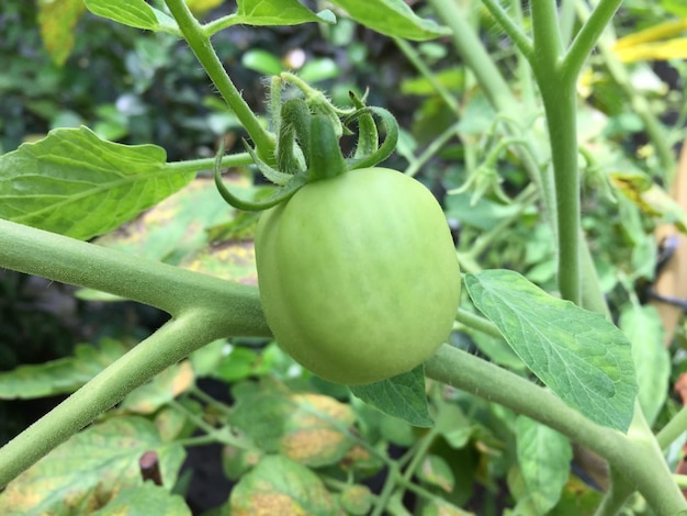 Unreife Tomatenpflanzen, die im heimischen Garten wachsen. Frische natürliche grüne Tomaten auf einer Niederlassung in einem oder