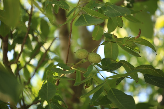 Unreife Walnuss am Baum