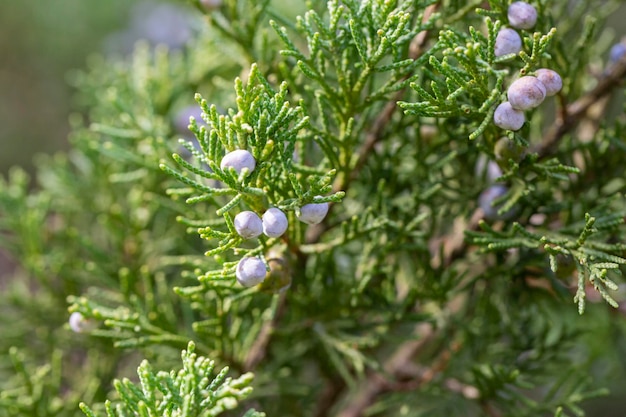 Foto unreife zapfenbeeren von juniperus communis, einem gewöhnlichen wacholder im wald. die zapfen werden zum würzen bestimmter biere und gins verwendet