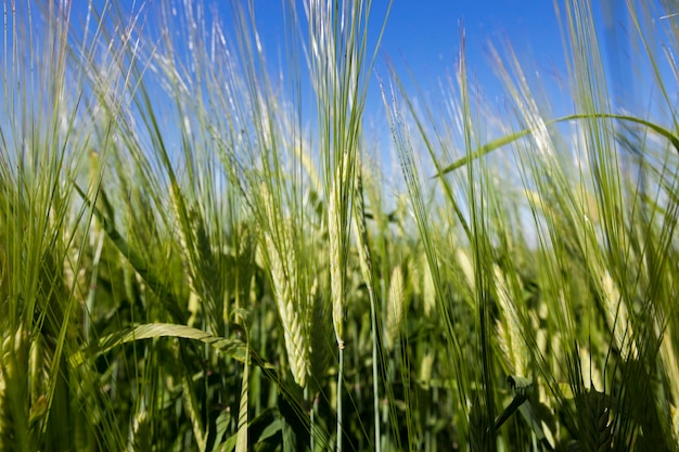 Unreifer Grashimmel - fotografierte Nahaufnahme von unreifem grünem Gras, das auf landwirtschaftlichem Feld, Landwirtschaft wächst