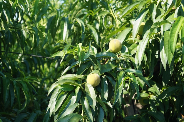 Unreifer Pfirsichbaum