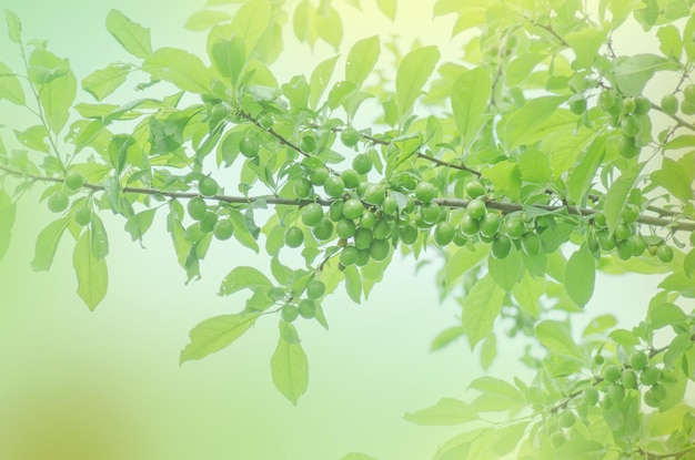 Unreifer Pflaumenbaum Zweig mit grünen Pflaumen in einem Garten Grüne Bio-Pflaume