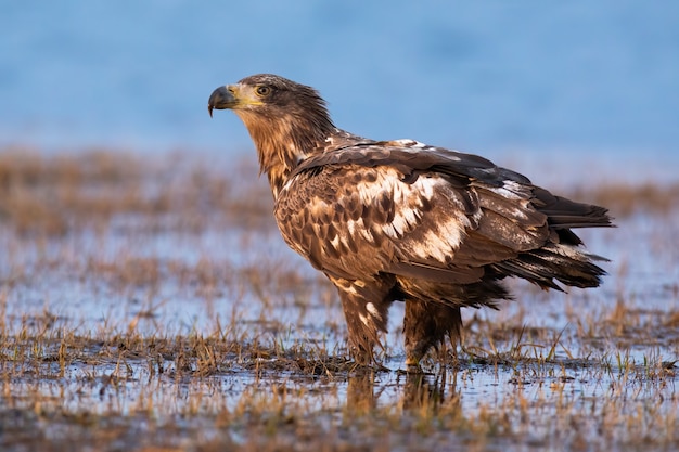 Unreifer Seeadler, der im Herbst auf Flut steht.