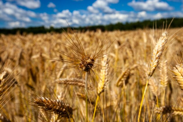 Unreifer Trockenweizen vor der Getreideernte