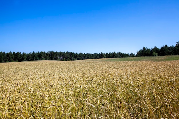 Unreifer Trockenweizen vor der Getreideernte