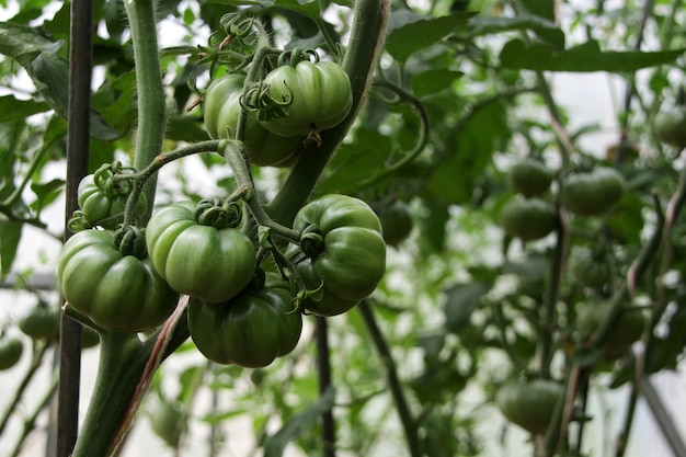 Unreifes Gemüse. Grüne Tomaten auf Zweig im Gewächshaus, Nahaufnahme, selektiver Fokus. Anbau von Bio-Nachtschattenpflanzen.