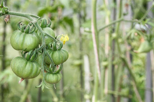 Unreifes grünes Gemüse. Tomaten auf Zweig reifen im Gewächshaus. Anbau von Bio-Gemüse im Gemüsegarten.