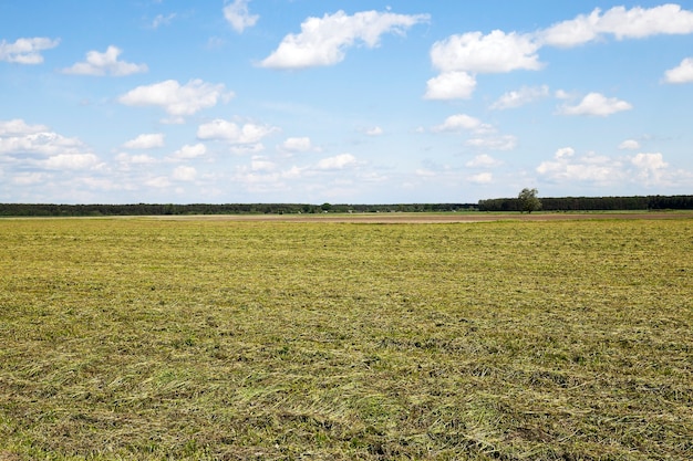 Unreifes grünes Gras fotografierte unreifes grünes Gras im sommerblauen Himmel