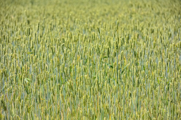 Unreifes Weizenfeld, Getreidefeld