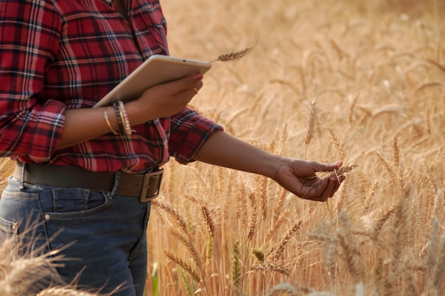 Unschärfe und Nahaufnahmen Von Landwirten, die den Laptop verwenden, um die Gerstenqualität in Weizenfeldern, das Industriekonzept und die Technologie zu überprüfen