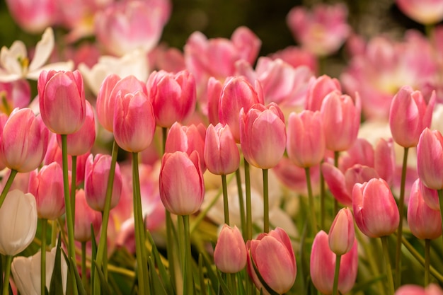 Foto unscharfe schöne rosa tulpenblume im naturhintergrund.