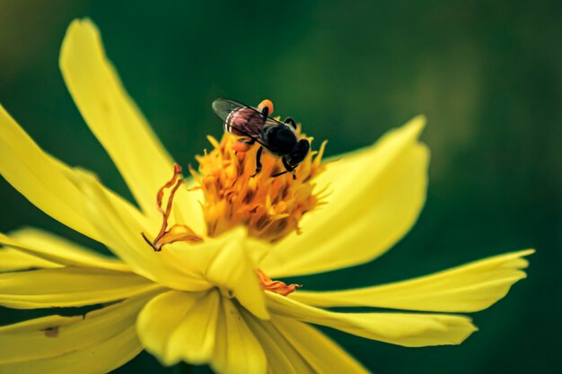 Unscharfe, unklare Naturhintergrundbiene oder Honigbiene auf gelber Blume sammelt Nektar. Goldene Honigbiene auf Blütenpollen