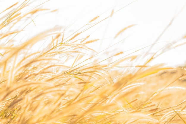 Unscharfe weiche Bilder von Grasblüten, die morgens Sonnenlicht reflektierten