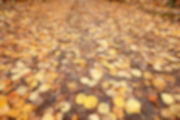 unscharfer blatthintergrund, bokeh parklandschaft, herbstansicht im oktober