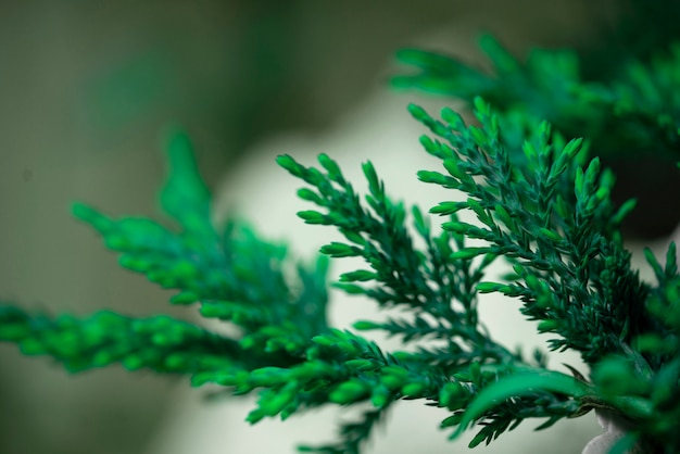 Unscharfer defocused Hintergrund mit Blättern