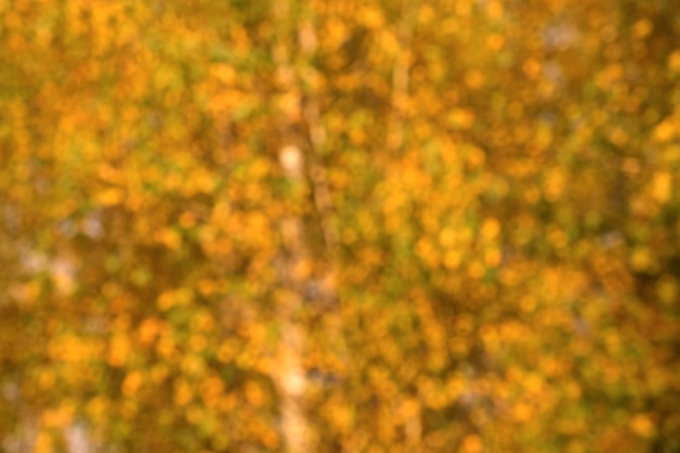 Unscharfer Herbsthintergrund Unscharfes unscharfes Foto Herbstliche Naturblätter Unscharfer Hintergrund Die Sonne scheint durch den Wind, der auf gelbes und orangefarbenes Laub weht. Die Sonne scheint durch einen goldenen Herbstbaum