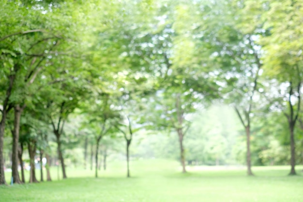 Unscharfer Hintergrund der Frühlings- und Sommernatur im Freien, grüner Parkhintergrund der Unschärfe