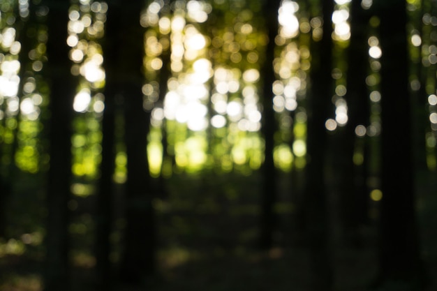 Unscharfer Hintergrund des Buchenwaldes am Abend