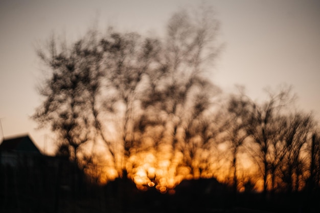 Unscharfer Hintergrund die Strahlen der Abendsonne durch die Bäume