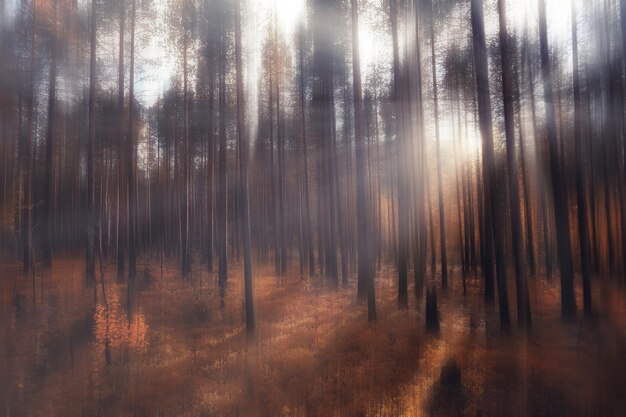 unscharfer Hintergrund Herbst Naturlandschaft, abstrakte Unschärfe Bokeh Blick auf Herbstbäume