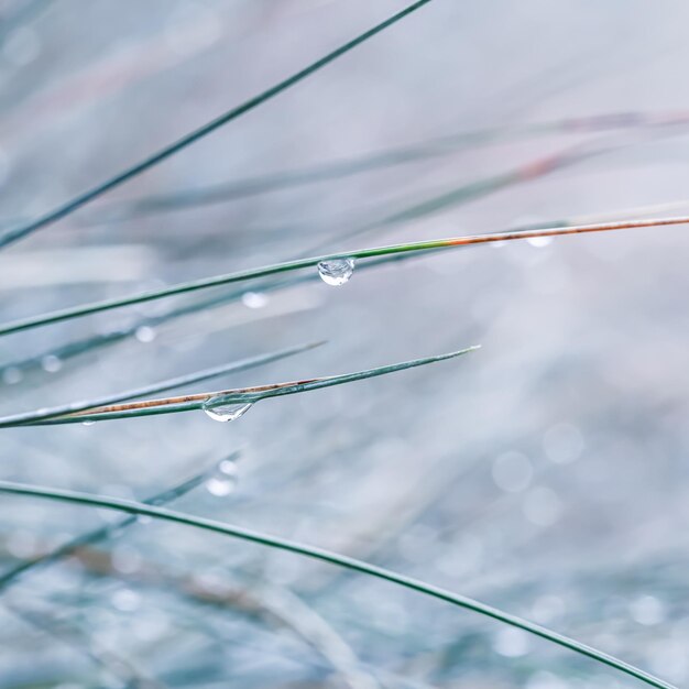 Unscharfer Hintergrund im Herbst Weichzeichner Ziergras Blauschwingel mit Wassertropfen