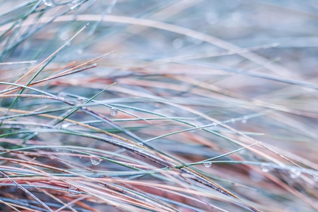 Unscharfer Hintergrund im Herbst Weichzeichner Ziergras Blauschwingel mit Wassertropfen