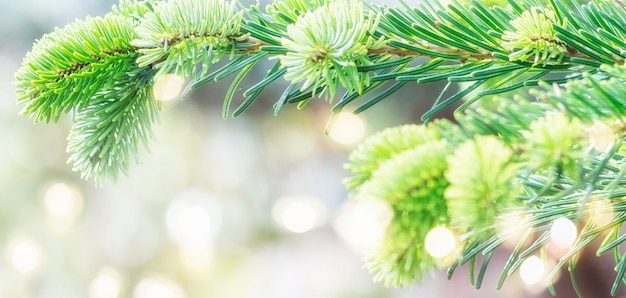 Unscharfer Hintergrund mit Weihnachtsbaum.