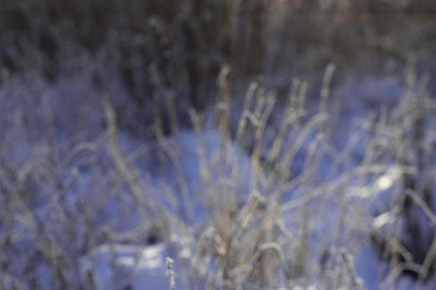 Unscharfer Hintergrund mit Winternatur