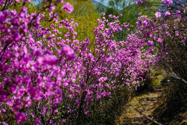 Unscharfes Bild von Rhododendronbüschen, selektiver Fokus. Rhododendron blüht im Altai-Gebirge.