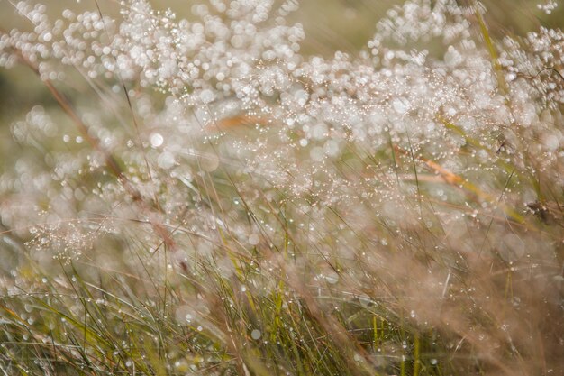 Unscharfes frisches grünes grasfeld am frühen morgen mit tau. grünes gras mit bokeh. natur hintergrund. saubere umwelt.