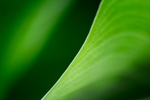 Unscharfes grünes Blatt Houseplant-Makro. Eleganz diagonale Linie zwischen Licht und Schatten.