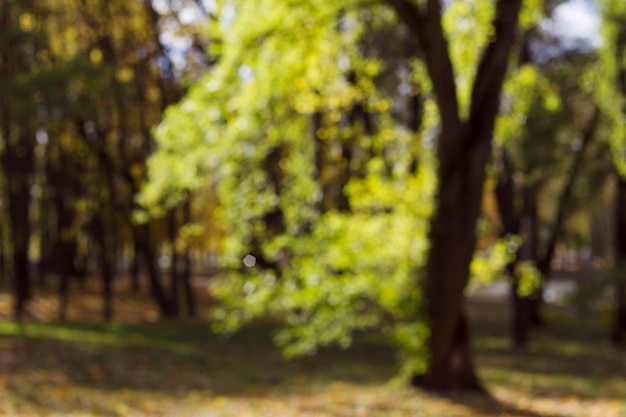 Unscharfes, unscharfes Bokeh mit Herbst im Park