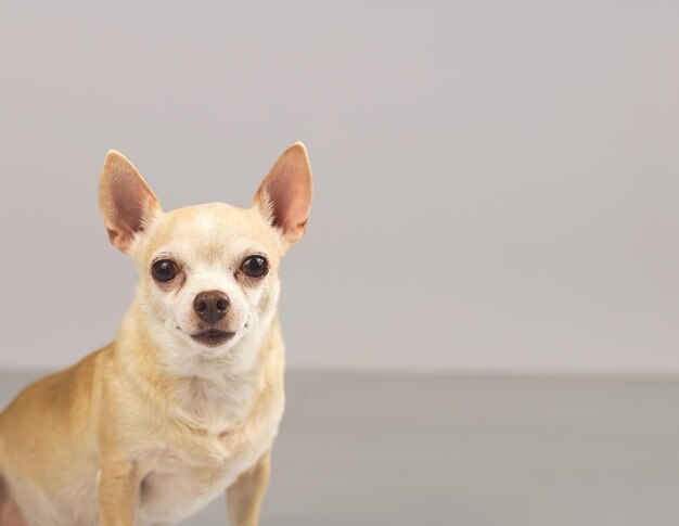 Unschuldiger Hund blickt nach vorne