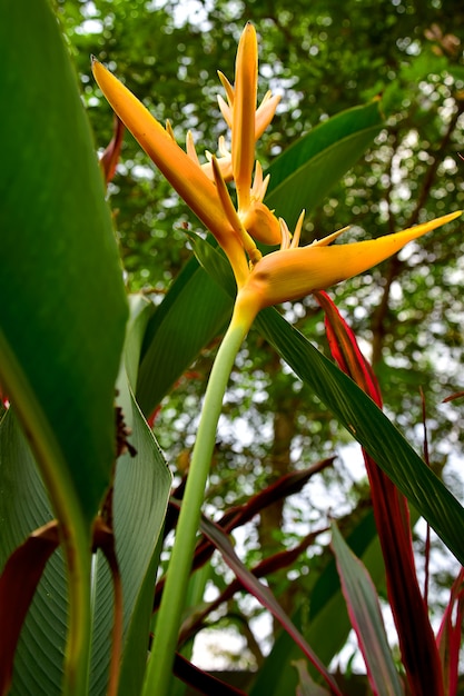 Unter Ansicht der gelben Heliconia-Fackel-Blumen