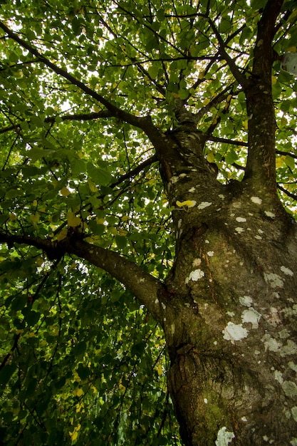 Unter Ansicht eines sehr hohen Baums im Wald.