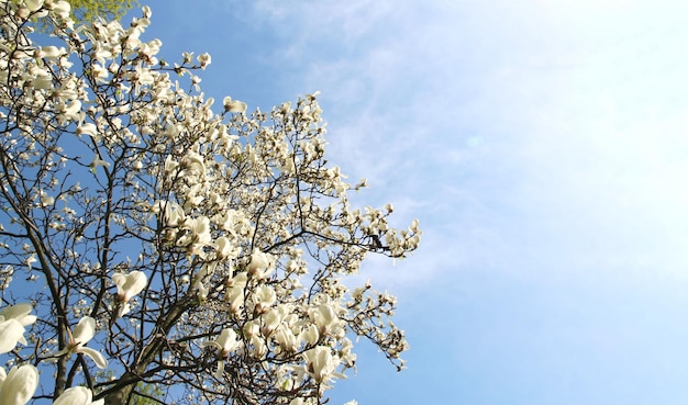 Unter dem blauen Himmel blühen Magnolienblüten