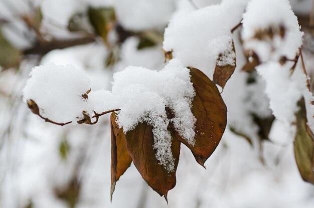 Unter dem Schnee